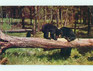 Unused Pre-1980 BLACK BEAR BALANCES ON LOG Oneonta New York NY v5715