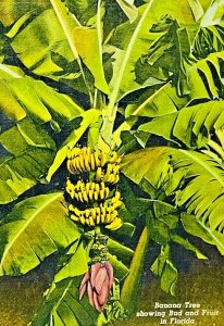 Vintage Postcard Florida Banana Tree Curteich