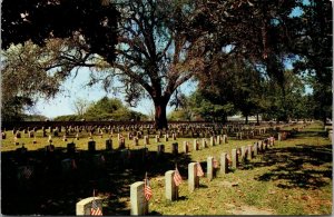 Flags on Military Graves Chalmette Cemetery New Orleans LA Vintage Postcard S78