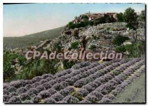 Modern Postcard Gourdon (Alpes Maririmes) Culture Lavender