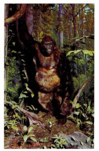 Philadelphia Academy Natural Sciences Gorilla Ape Postcard