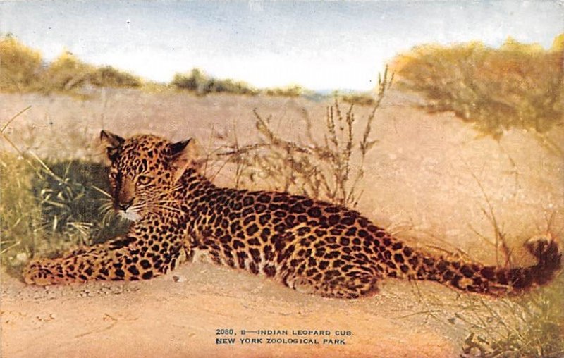 Indian Leopard Cub New York Zoological Park, USA Unused 