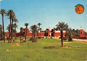 BR25830 Rissani Les palmiers morocco