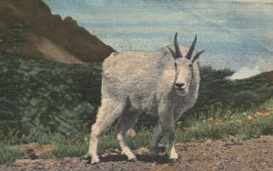 Vintage Postcard 1953 Rocky Mountain Goat Seen In Montana Keenan News Pub.