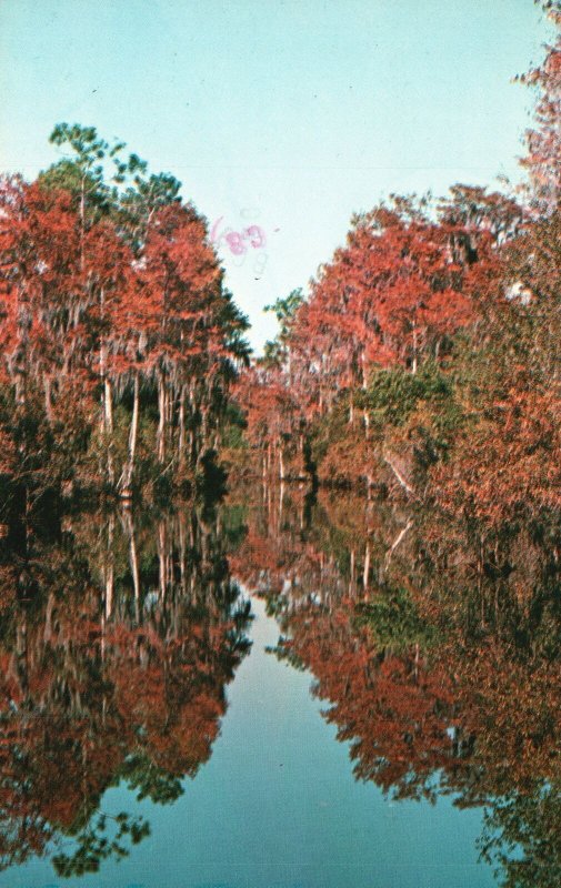 Okefenokee National Wildlife Refuge Suwannee Canal Folkston Georgia GA Postcard