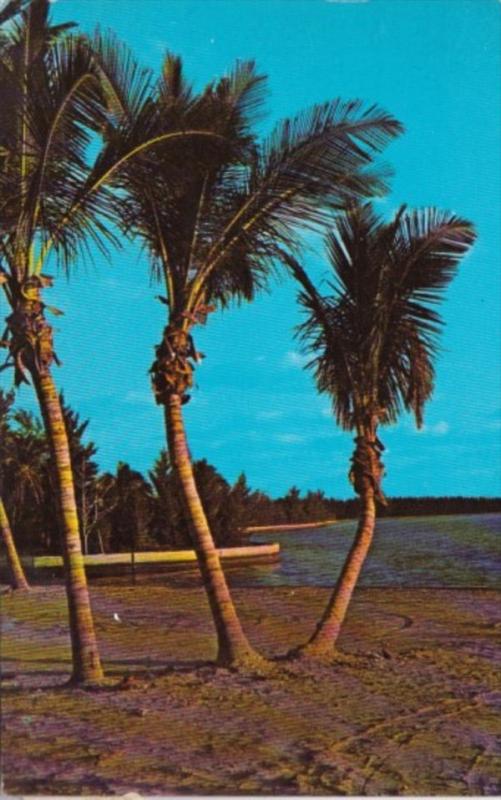 Florida Typical Palm Tree Lined Beach 1967