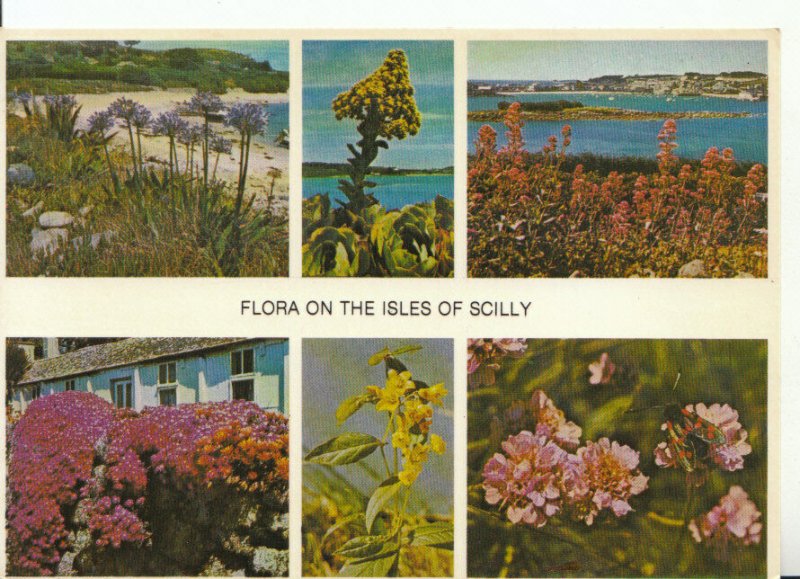 Cornwall Postcard - Flora On The Isles of Scilly - Ref 18862A 