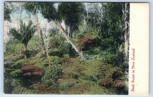 Bush Scene in NEW ZEALAND Postcard