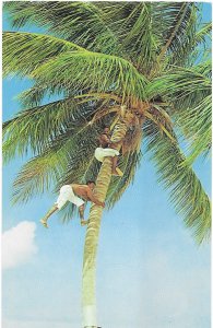 Two Young Men Picking Coconuts in Jamaica