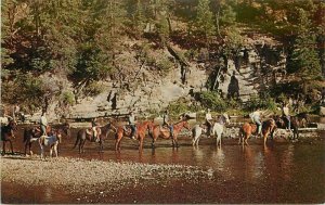 Fun Valley South Fork Colorado horses Postcard 20-14246