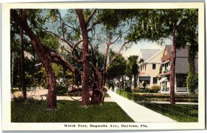 Witch Tree on Magnolia Avenue, Daytona FL Vintage Postcard D76