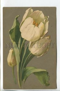 462035 Catharina KLEIN Gouache White Tulips Flowers Vintage postcard M&B #1886
