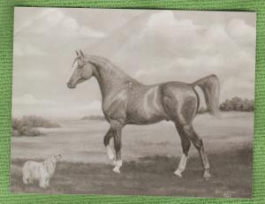 Beautiful Arabian Horse Postcard RAFSCAL By Elizabeth Bell