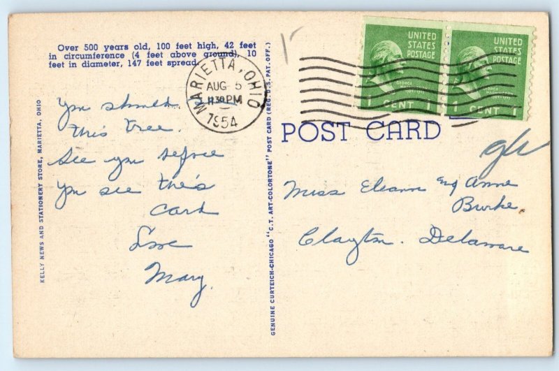 1954 Marietta Ohio Vintage Postcard Largest Elm Tree US Route Building Posted
