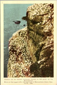 VINTAGE POSTCARD BIRDS ON THE RUGGED CLIFFS OF BONAVENTURE ISLAND QUEBEC C.P.R.