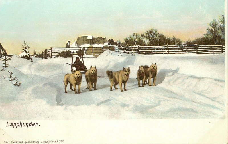 Undiv. Back Postcard; Lapphundar, Sami Dogs in Snow pulling Sled, unposted