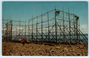 BAY of FUNDY, Nova Scotia Canada ~ FISH WEIR at LOW TIDE  c1960s Postcard