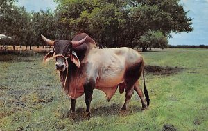 Brahman Bull Postcard