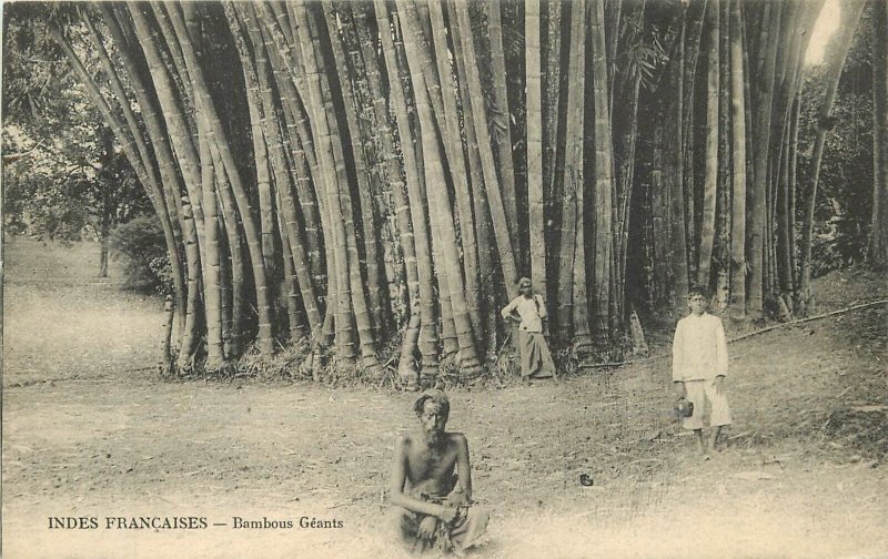 Postcard French Indonesia Giant Bamboo C-1910 23-8011