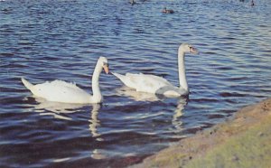 Swans and Ducks, Babylon Long Island, New York, USA Unused 