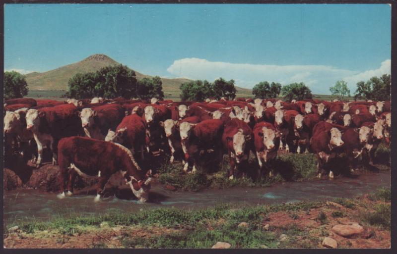 Cattle Postcard