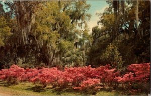 Azaleas and Oaks Jungle Gardens Avery Island LA Vtg. Postcard Standard View Card 