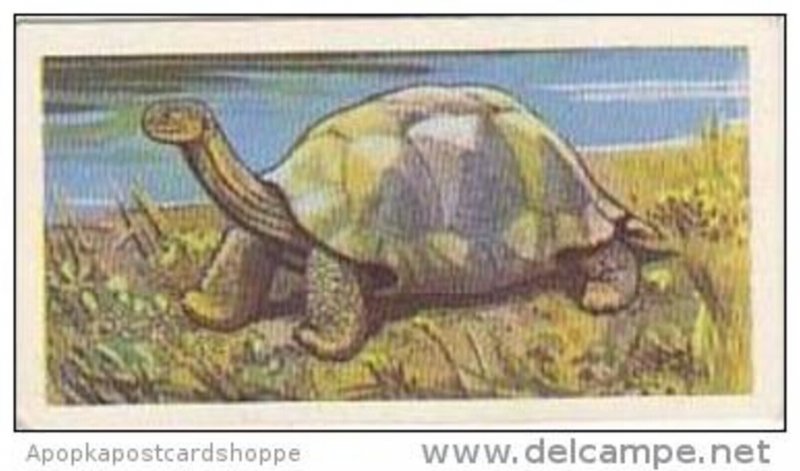 Brooke Bond Vintage Trade Card Wildlife In Danger 1963 No 43 Galapagos Giant ...