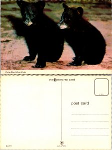 Twin Black Bear Cubs (9730)