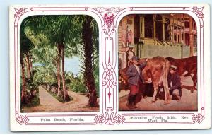1920s Palm Beach Florida Delivering Fresh Milk Key West Cow Vintage Postcard C10