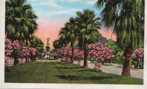 12647 A Tropical Boulevard Scene, Galveston, Texas