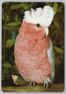 Animal~Bird~Galah~Rose-Breasted Cockatoo~Continental Postcard 