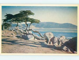 Unused 1950's FAMOUS TREE ON 17 MILE DRIVE Monterey - Carmel California CA r9746