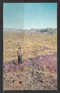 Arizona - Spring Wildflowers In Northern Arizona - [AZ-110]