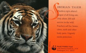 Washington DC, Siberian Tiger, Panthera Tigris, World Wildlife Fund, Postcard