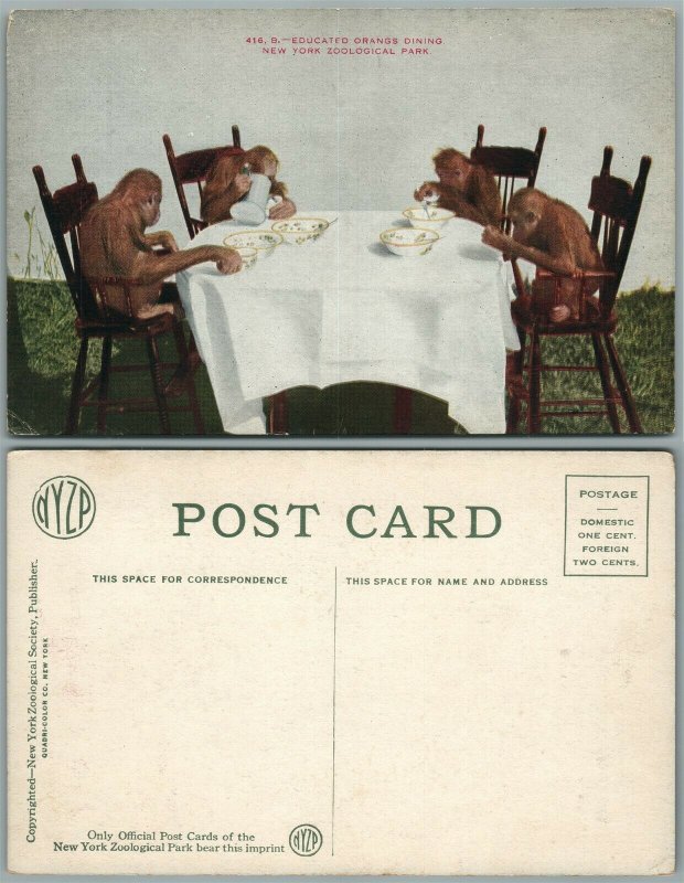 NEW YORK ZOO N.Y. ANTIQUE POSTCARD EDUCATED ORANGS DINING MONKEYS