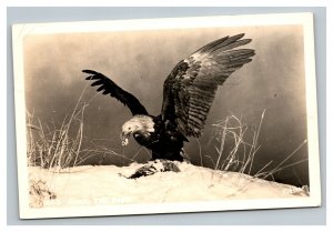 Vintage 1954 RPPC Postcard Alaska Bald Eagle Feeding in the Wild - Beautiful