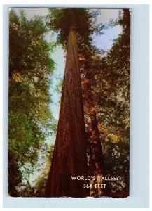 Vintage Founders Tree Redwood Highway. Postcard F126E