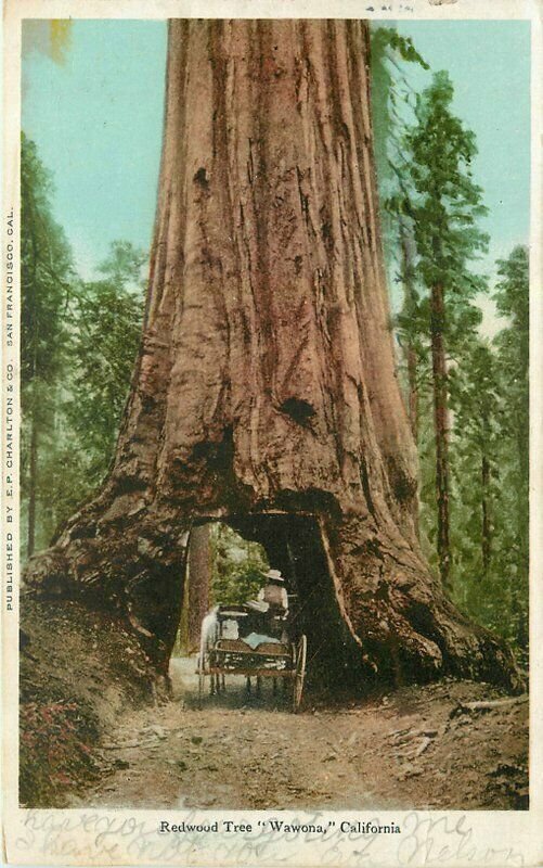 California Redwood Tree Wawona undivided 1906 Postcard 21-10376