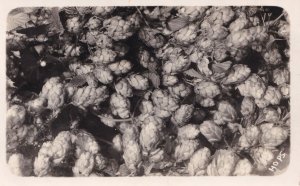 Hops Plantation Vintage Real Photo Old Postcard