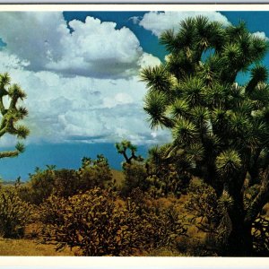 c1970s Pub. Phoenix, AZ Joshua Trees Scenic Desert Mormon Praying Plant 4x6 M13