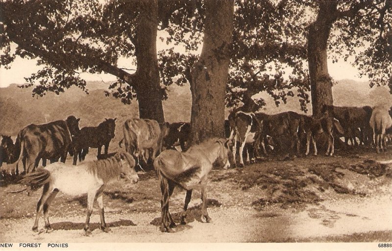 New Forest Ponies Old vintage English Postcard