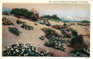 VINTAGE POSTCARD WILD FLOWERS OF THE DESERT CALIFORNIA