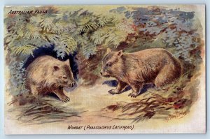c1910's Australian Fauna Wombat Animals Signed Artist Unposted Antique Postcard