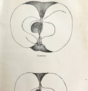 Elkhorn Arkansas Black Apples Cross Section Victorian 1887 Art Plate Print DWT9B