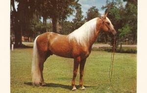 Palomino Stallion Horse Nice American pc 1950s