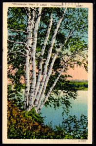 Trees,Rhinelander,WI BIN