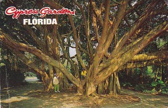 Florida Cypress Gardens The Banyan Tree