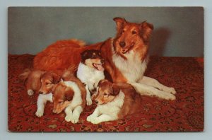 Cute Dog Puppies Mother Pup Vintage Postcard 