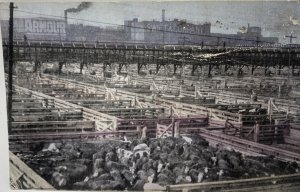 Union Stockyards Chicago Ill. Vintage Postcard Cattle Pens Slaughter Swift & Co