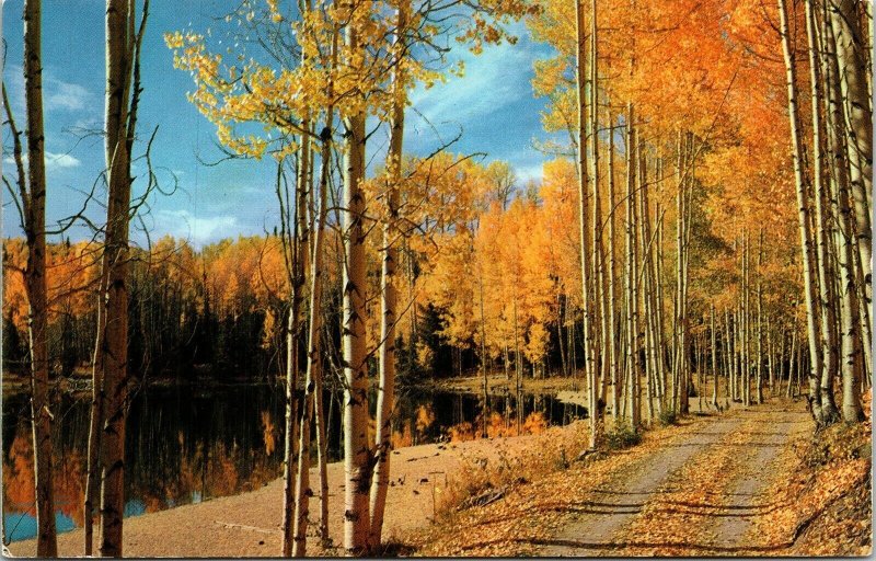 Lake Pond Autumn Fall Scene Old Road Postcard Plastichrome Boston MA VTG UNP 